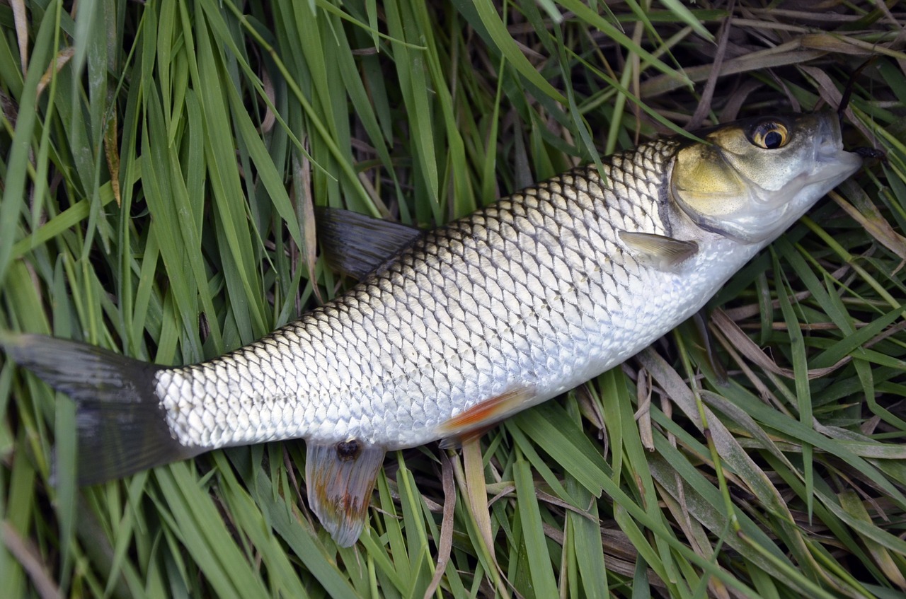 fish mullet catch free photo