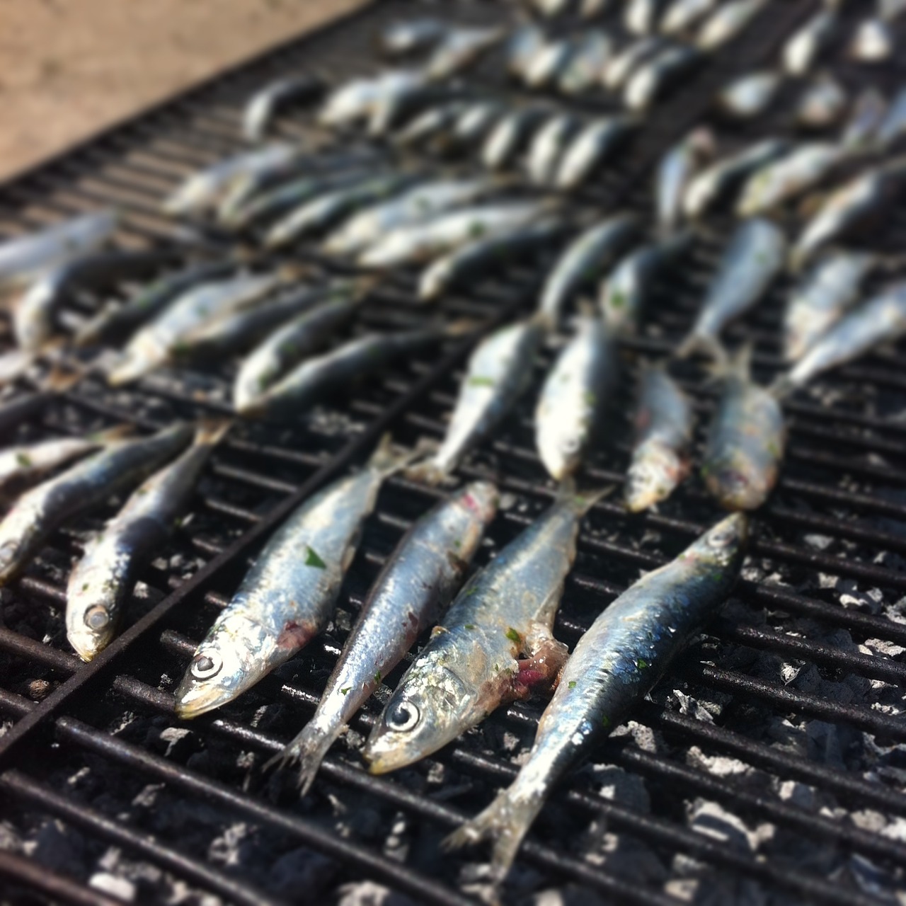 fish grid sardine free photo