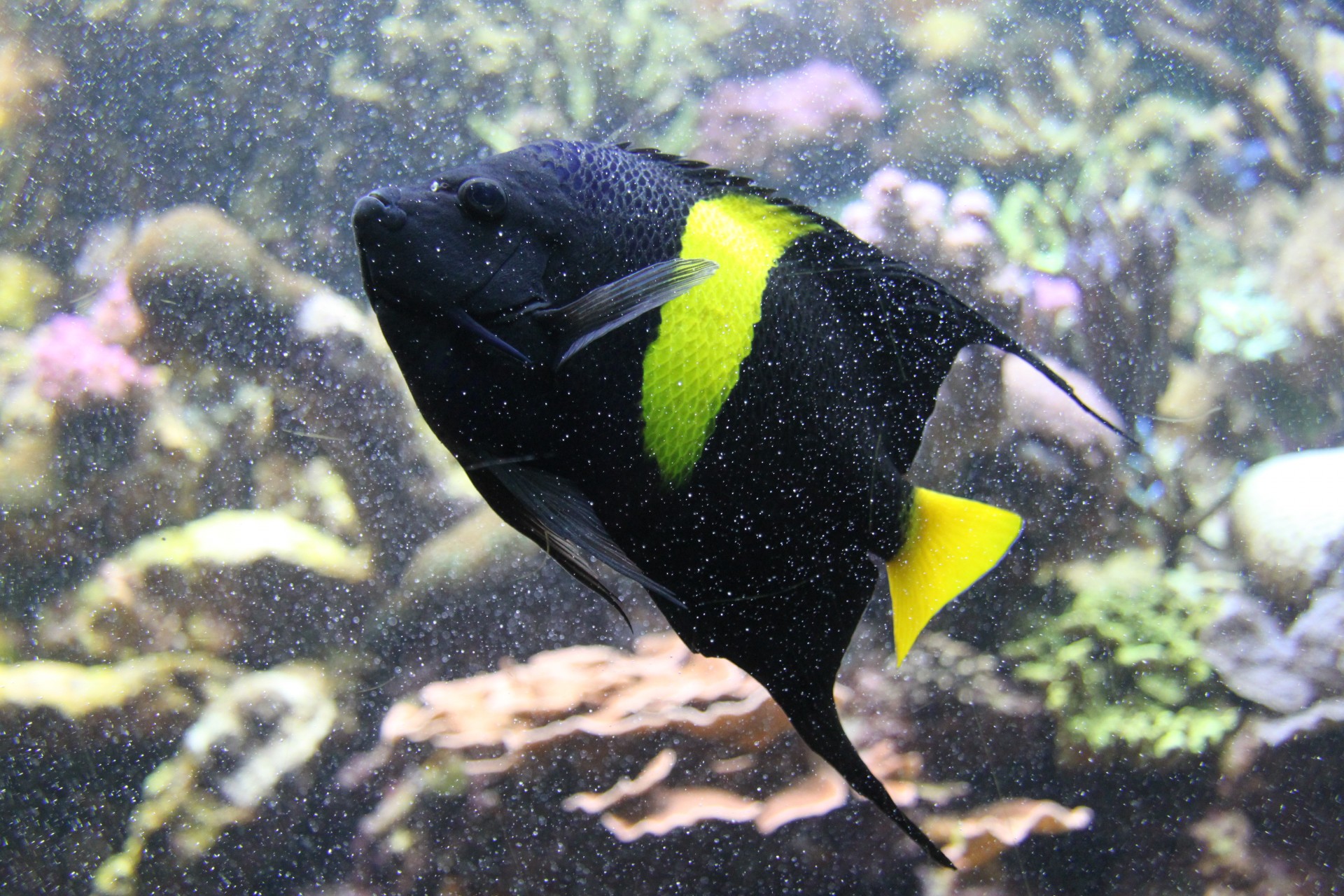 Желто черная рыбка