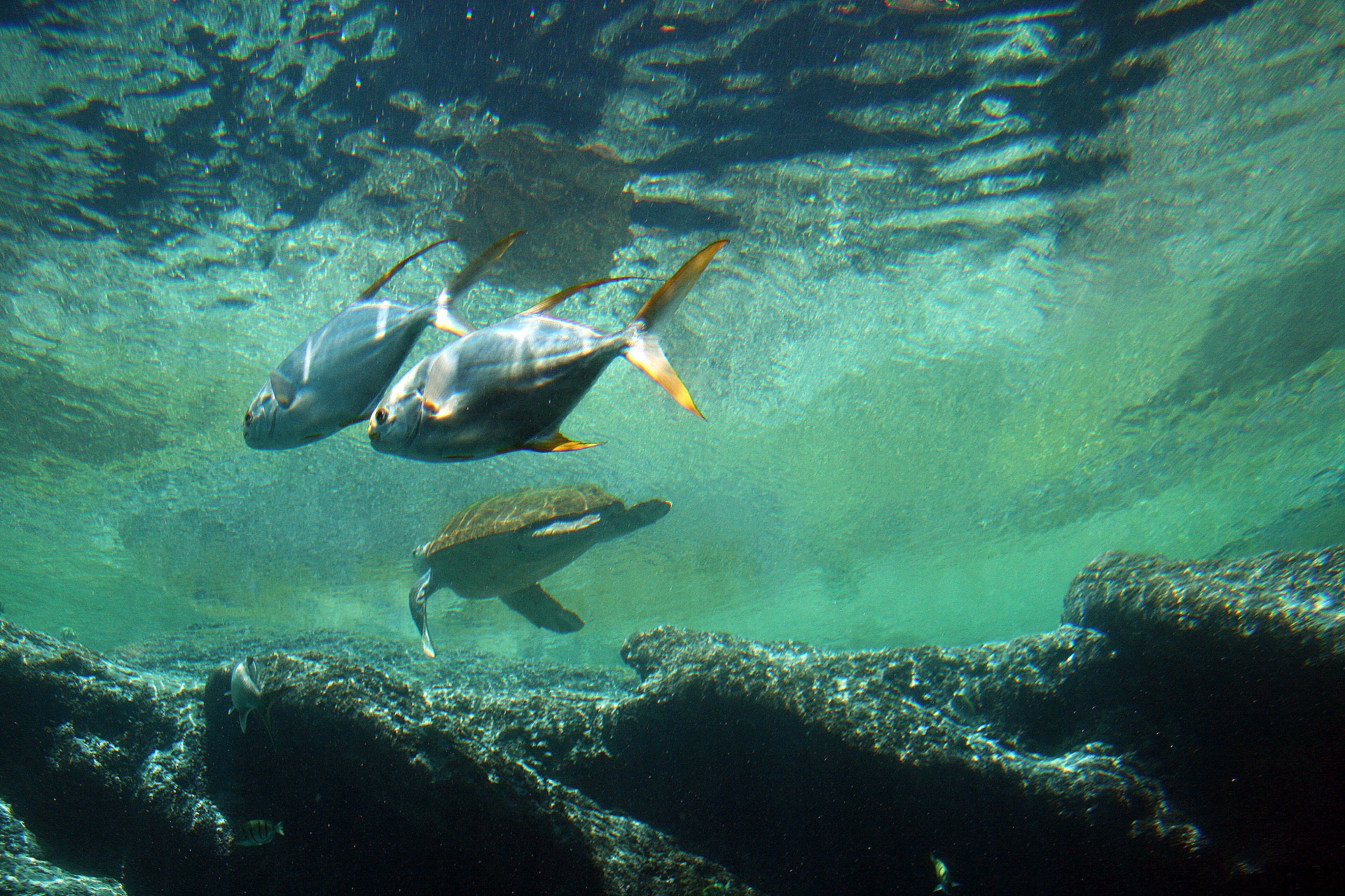 aquarium water turtle free photo