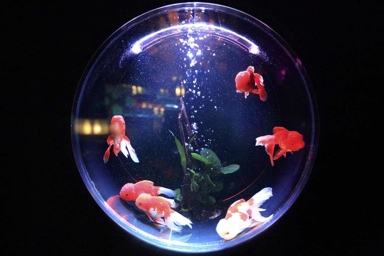 fish bowl fish glass free photo