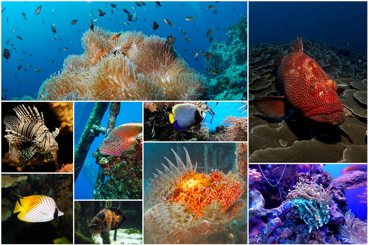 Edit free photo of Fish collage,photo collage,underwater,under the sea 