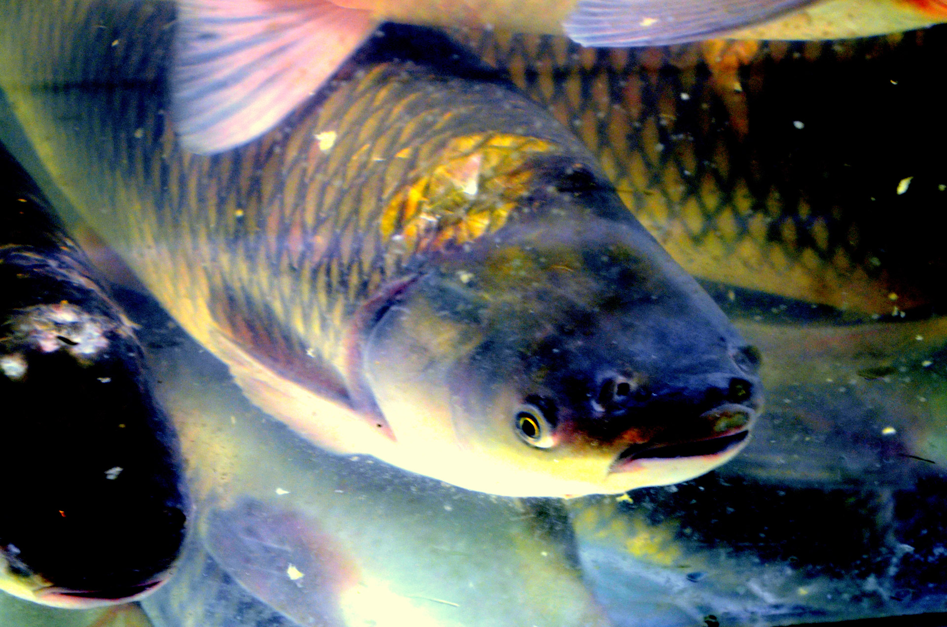 fish face fish face free photo
