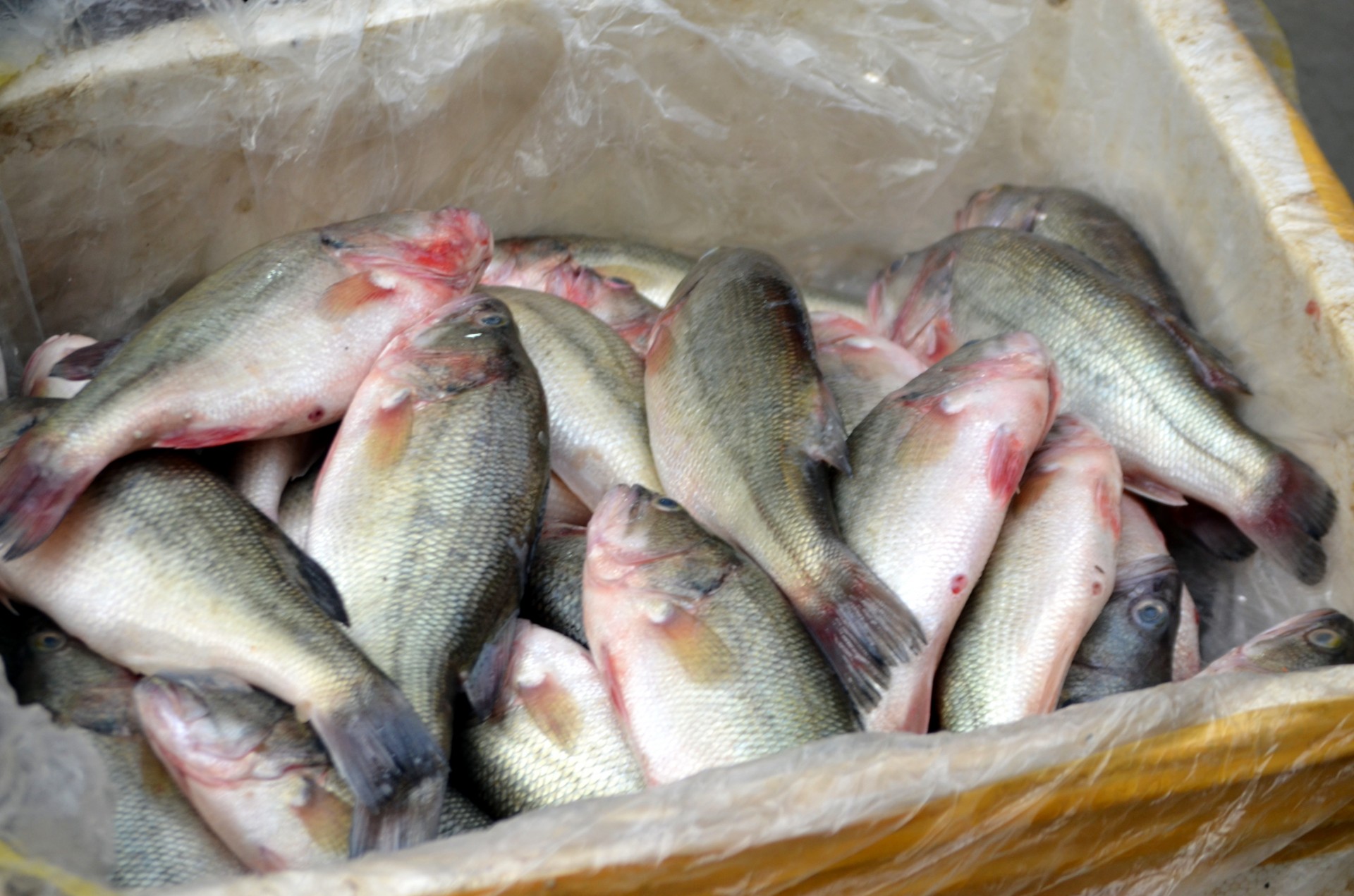 fish business wholesale free photo