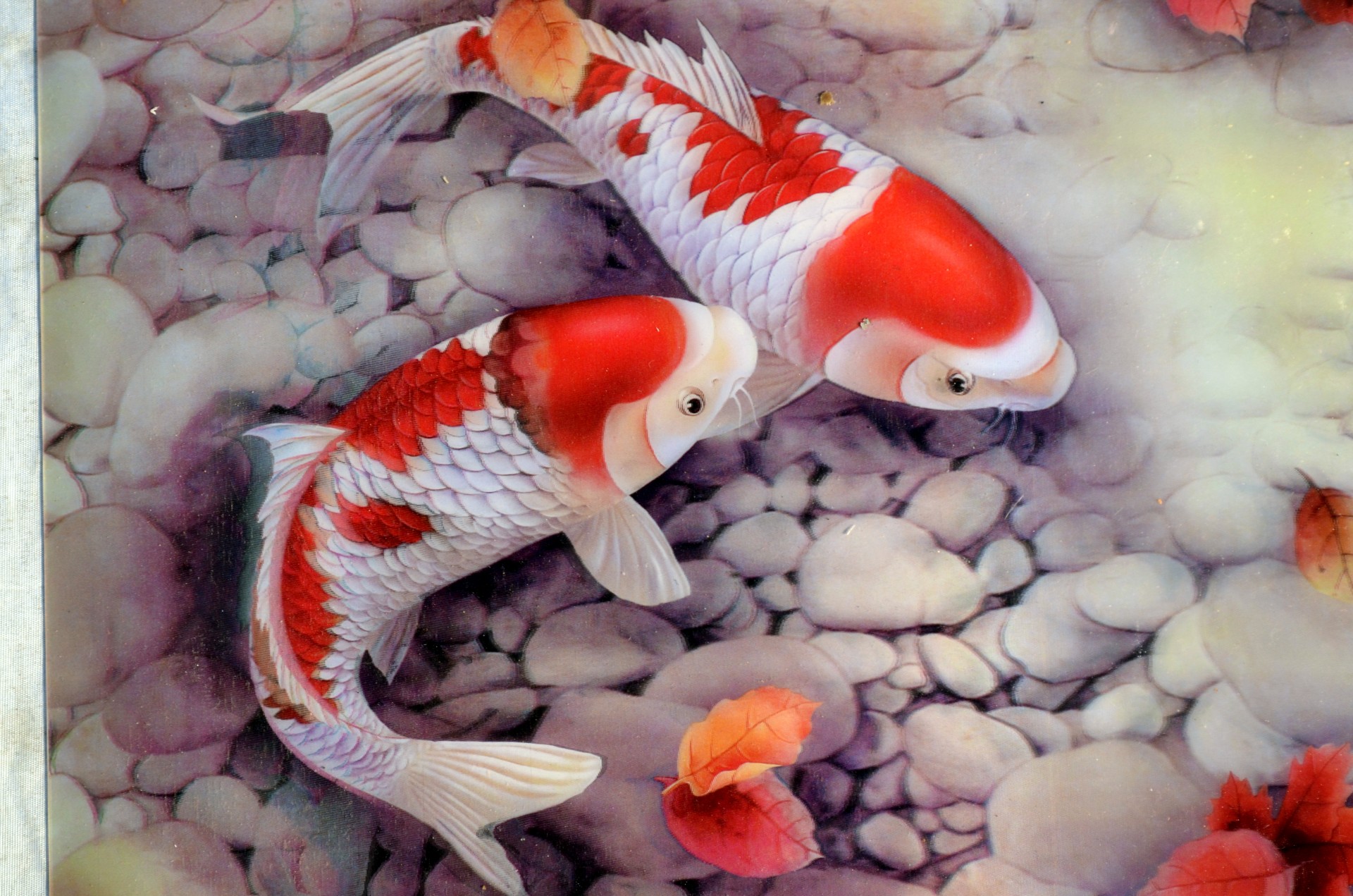 illustration animals fish free photo