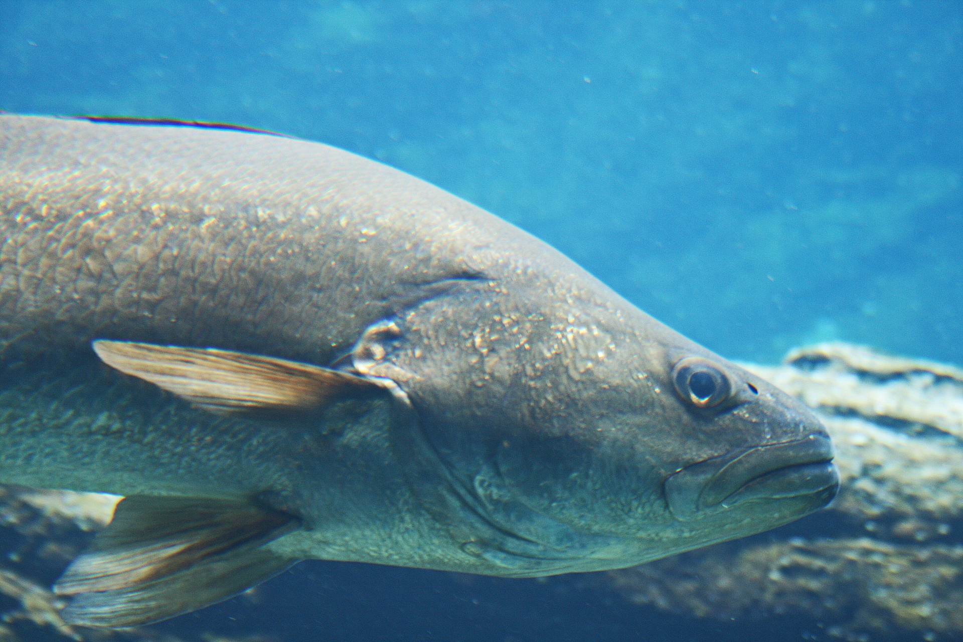 fish silver aquarium free photo