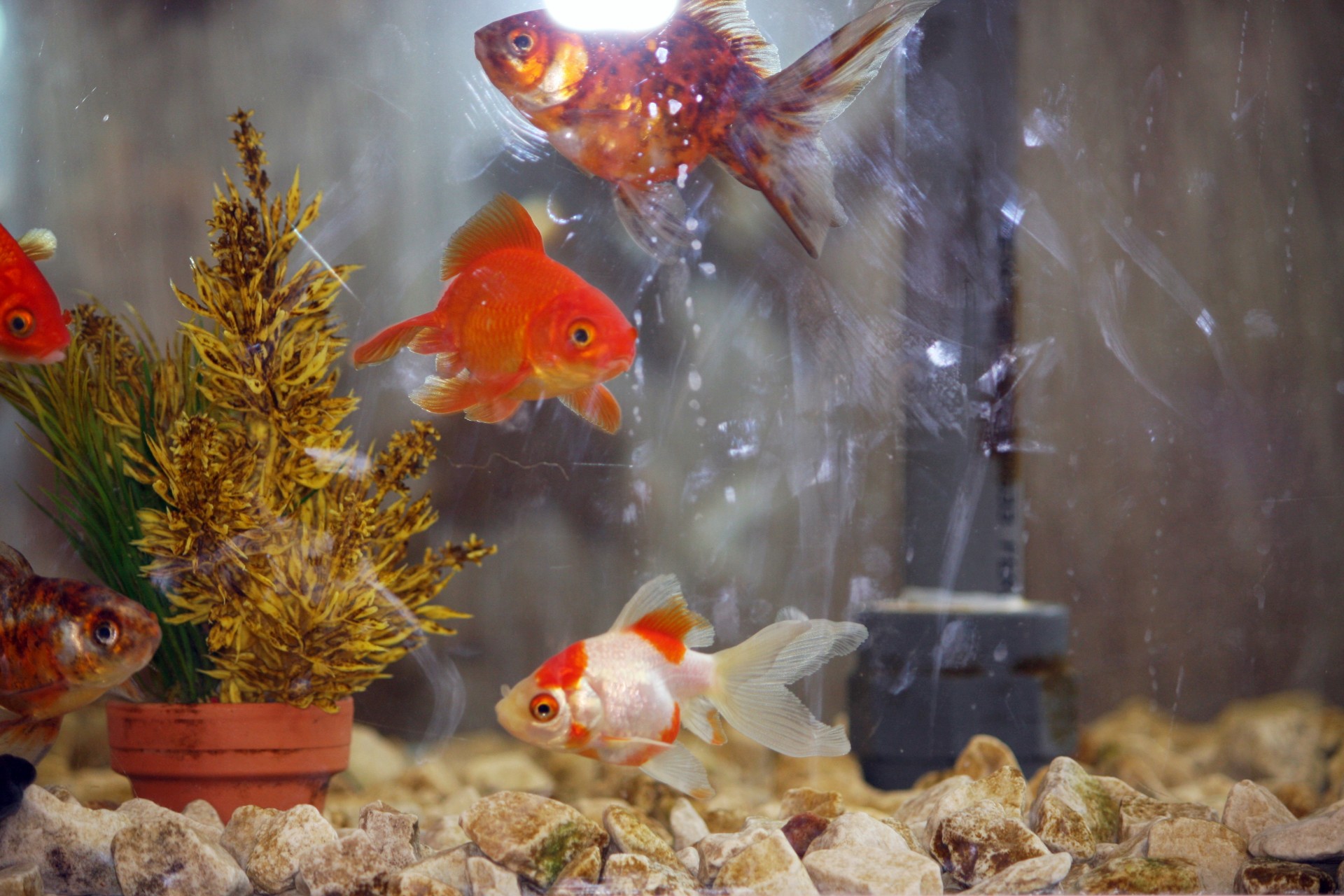 fish goldfish tropical free photo