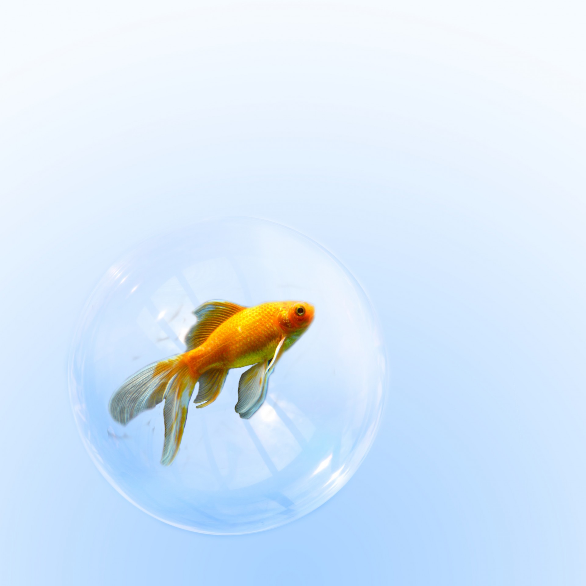 fish goldfish bubble free photo