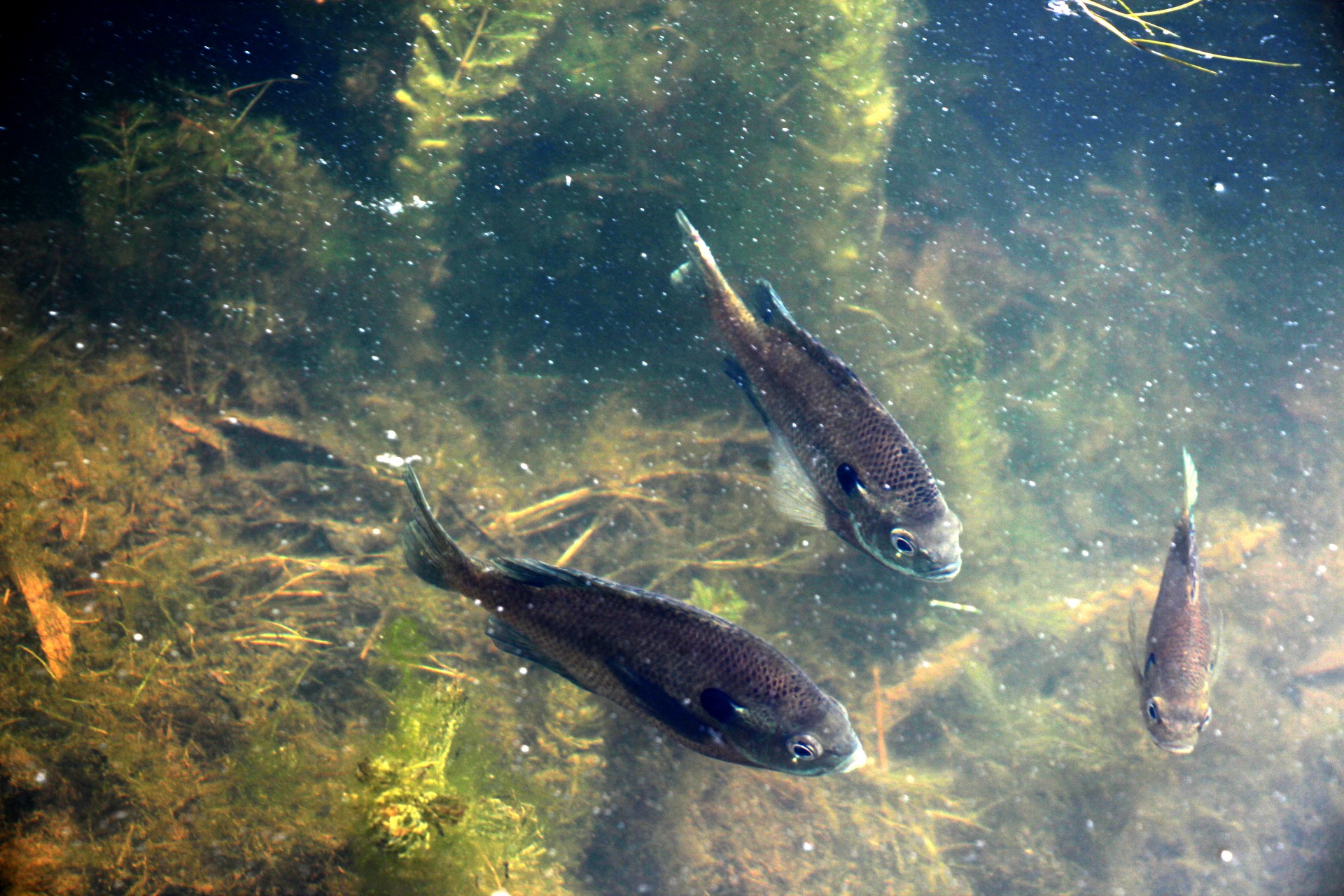 fish freshwater freshwater fish free photo