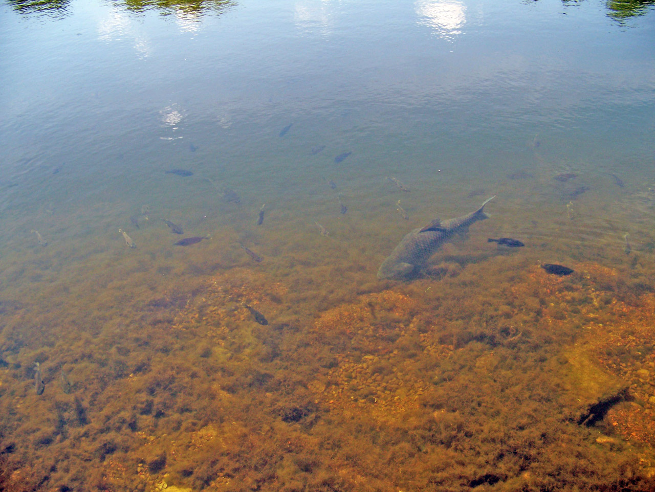 fish pond fish in pond free photo