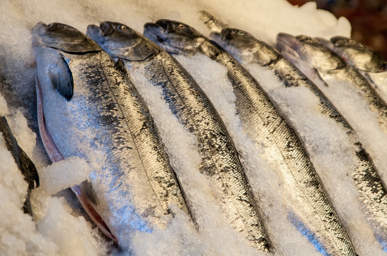 fish market fresh fish iced free photo