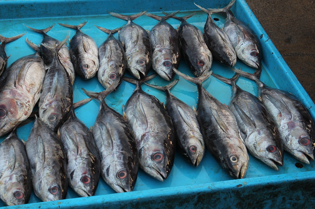 fish market sri lanka tuna free photo