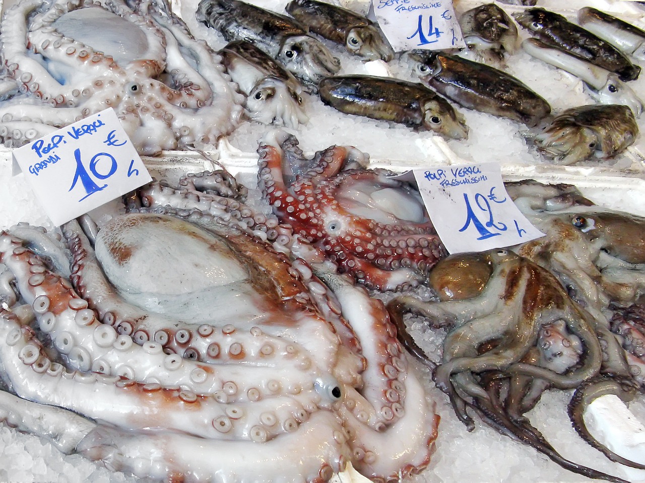 fish market market octopus free photo