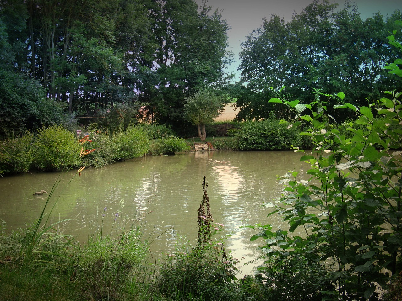 fish pond carp pond free photo