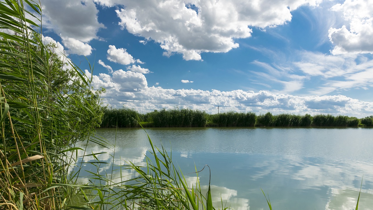 fish pond nature clouds free photo