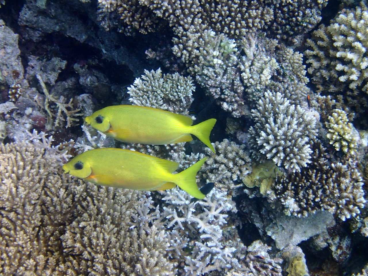 fish-rabbit fish sea free photo