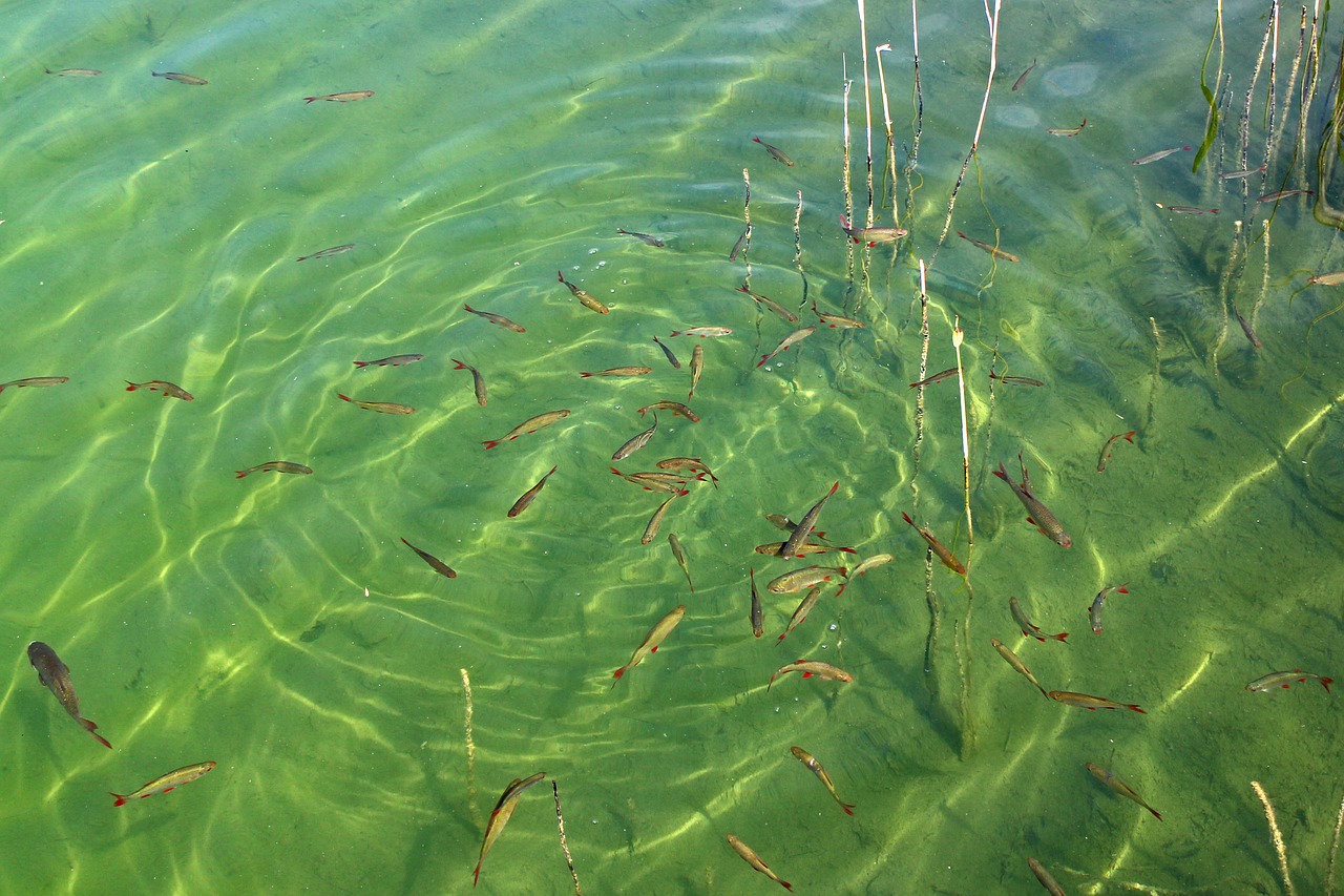 fish swarm fish water free photo