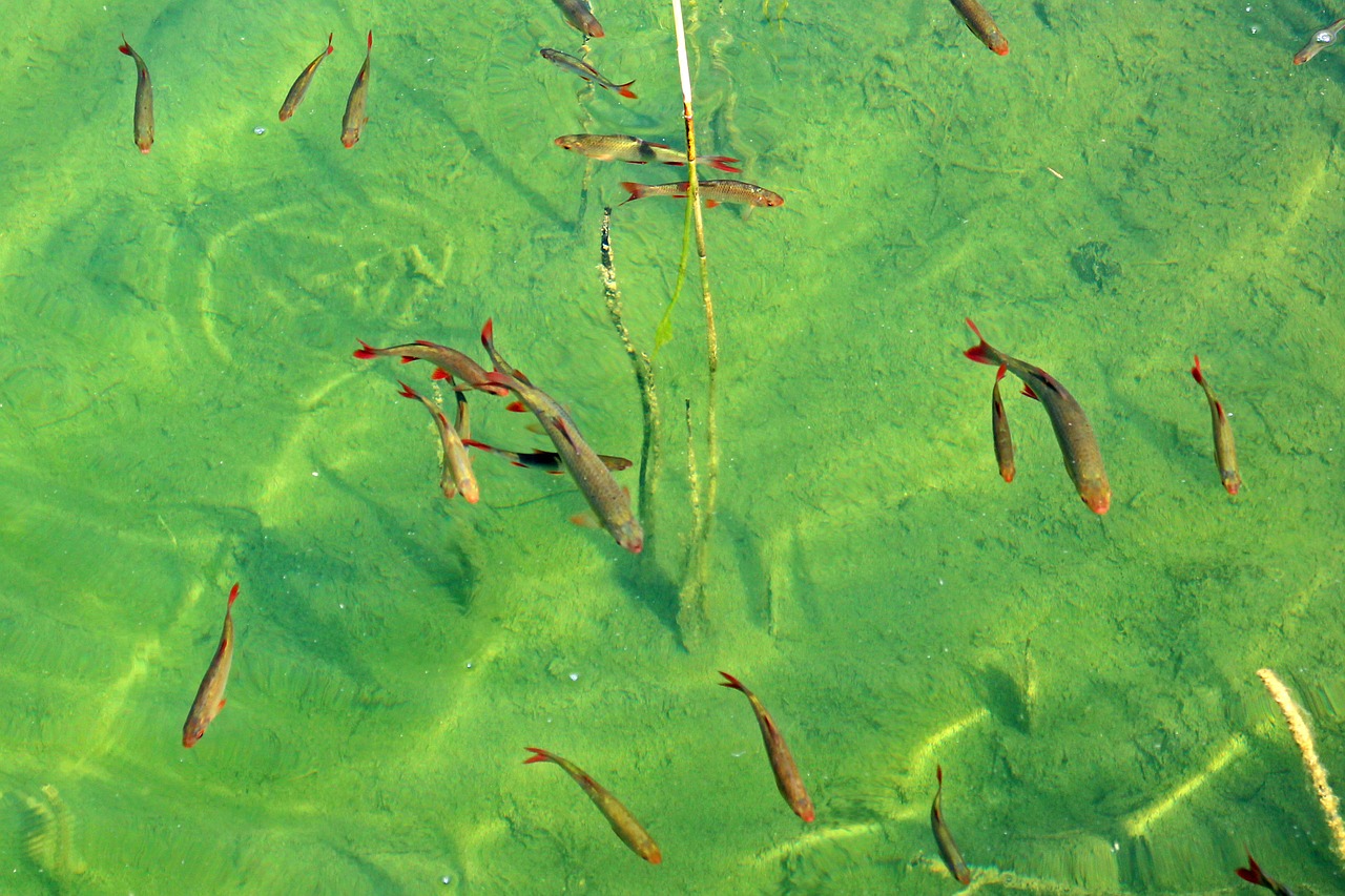 fish swarm fish water free photo