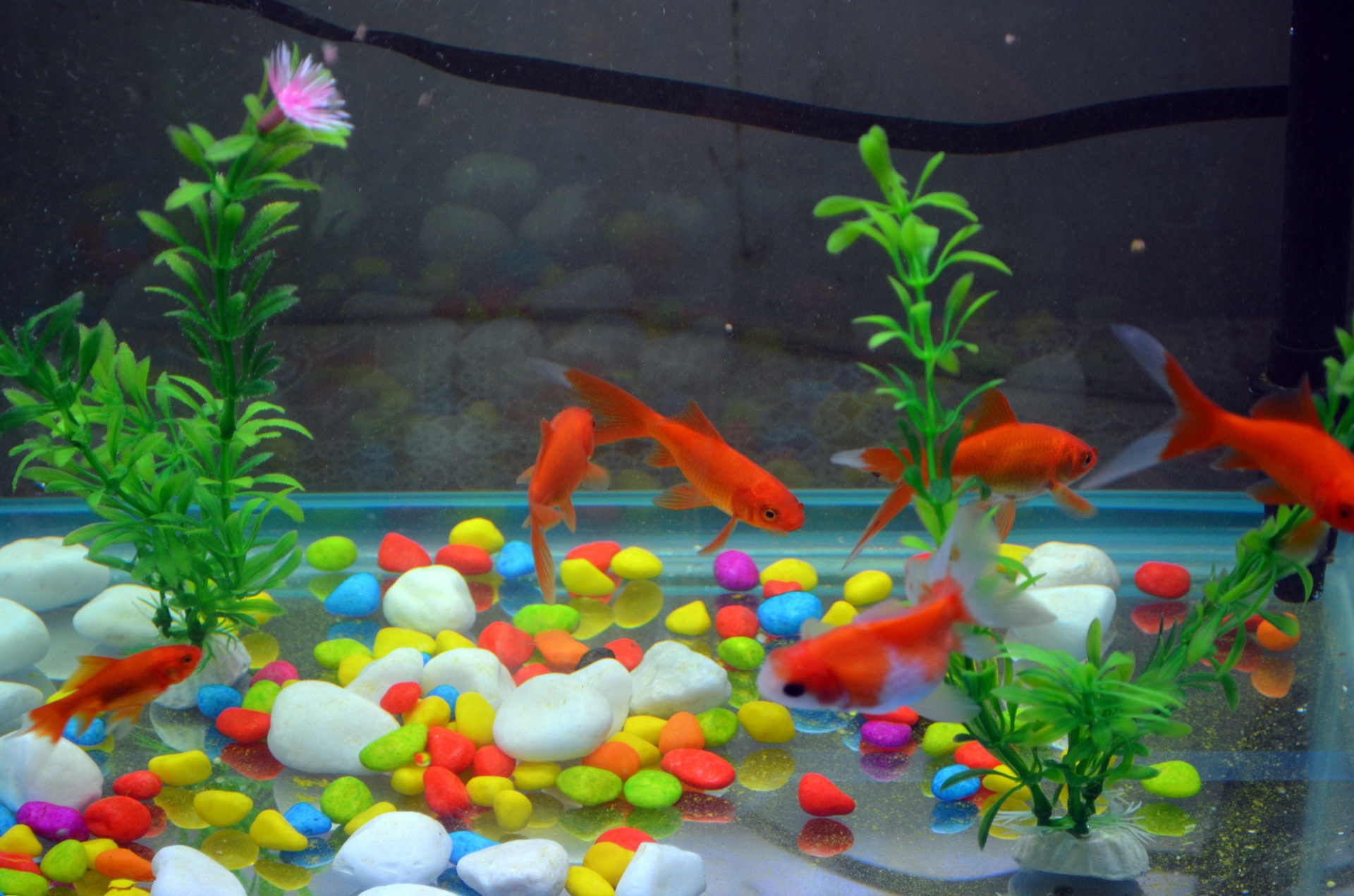 animals fish goldfish free photo