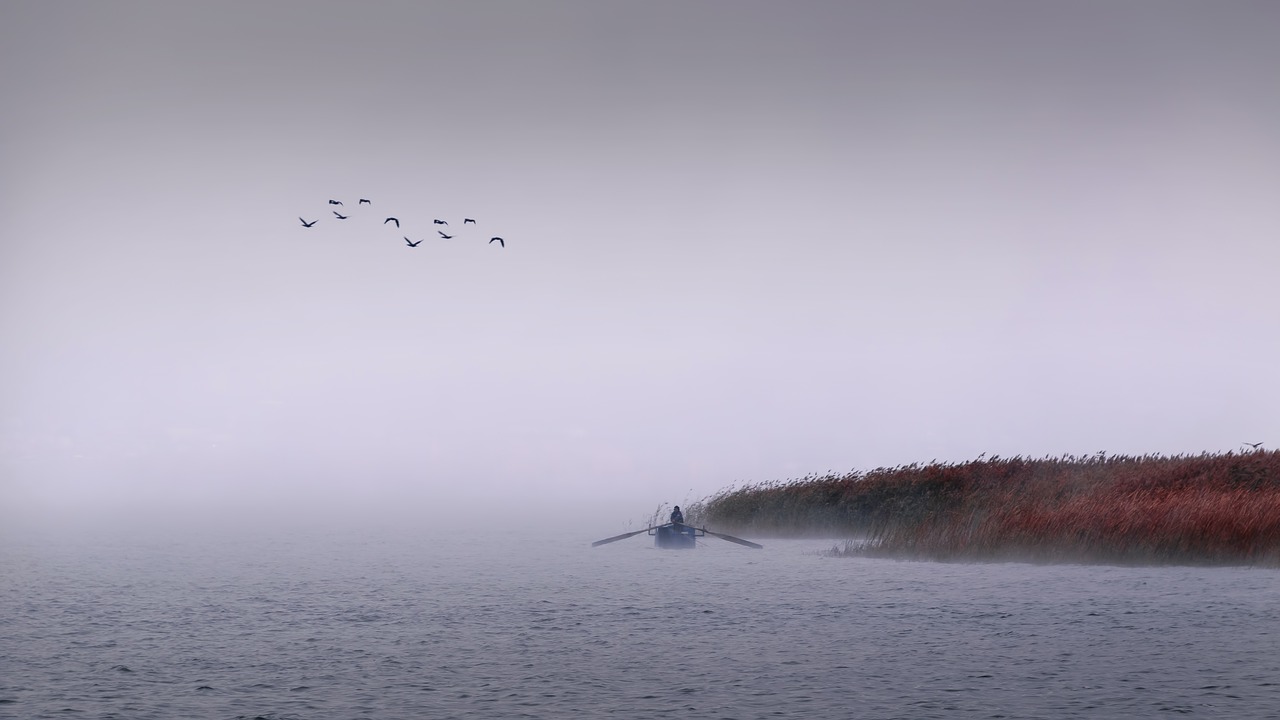 fisher  birds  lake free photo