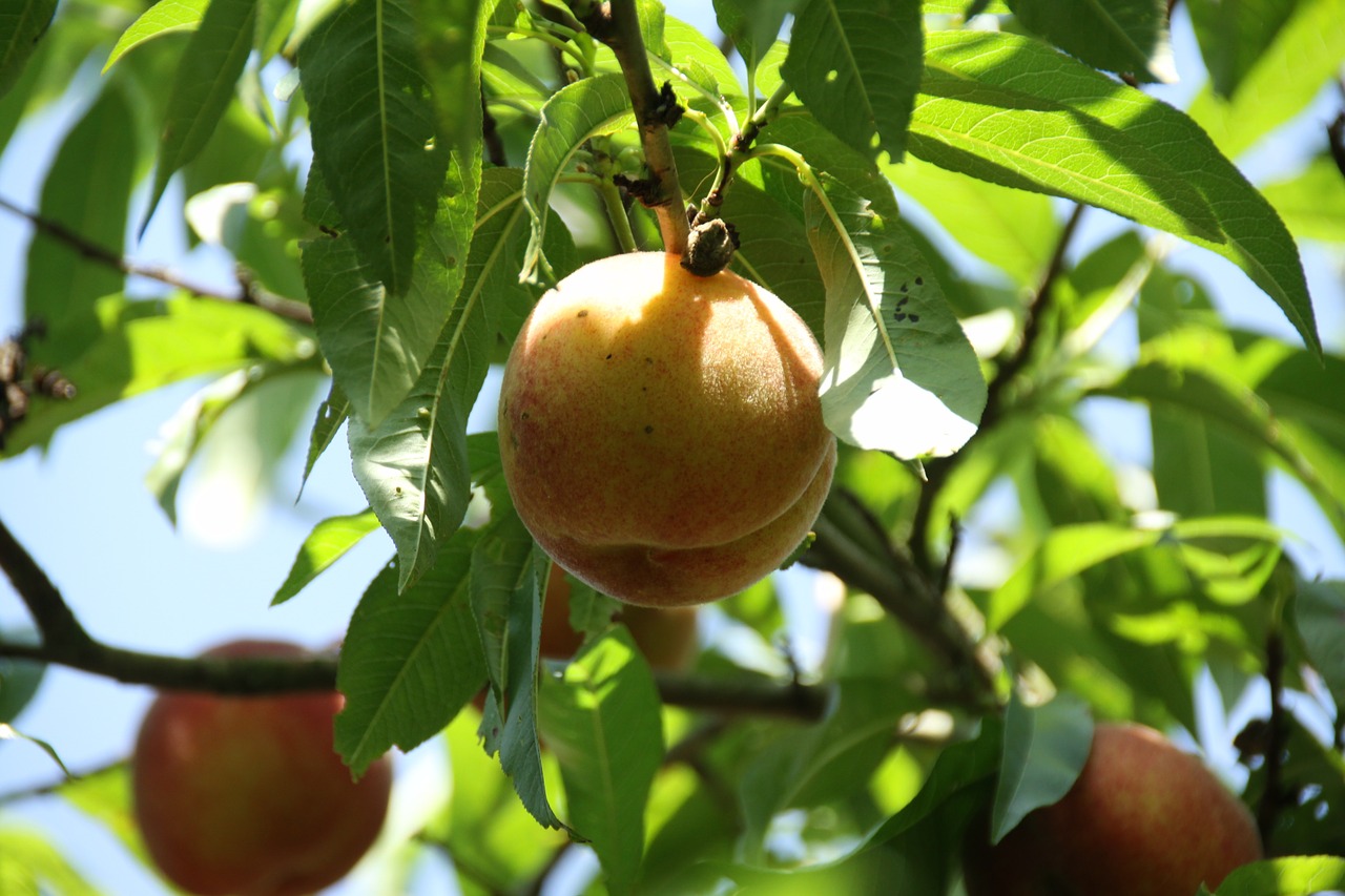 fisheries fruit garden free photo