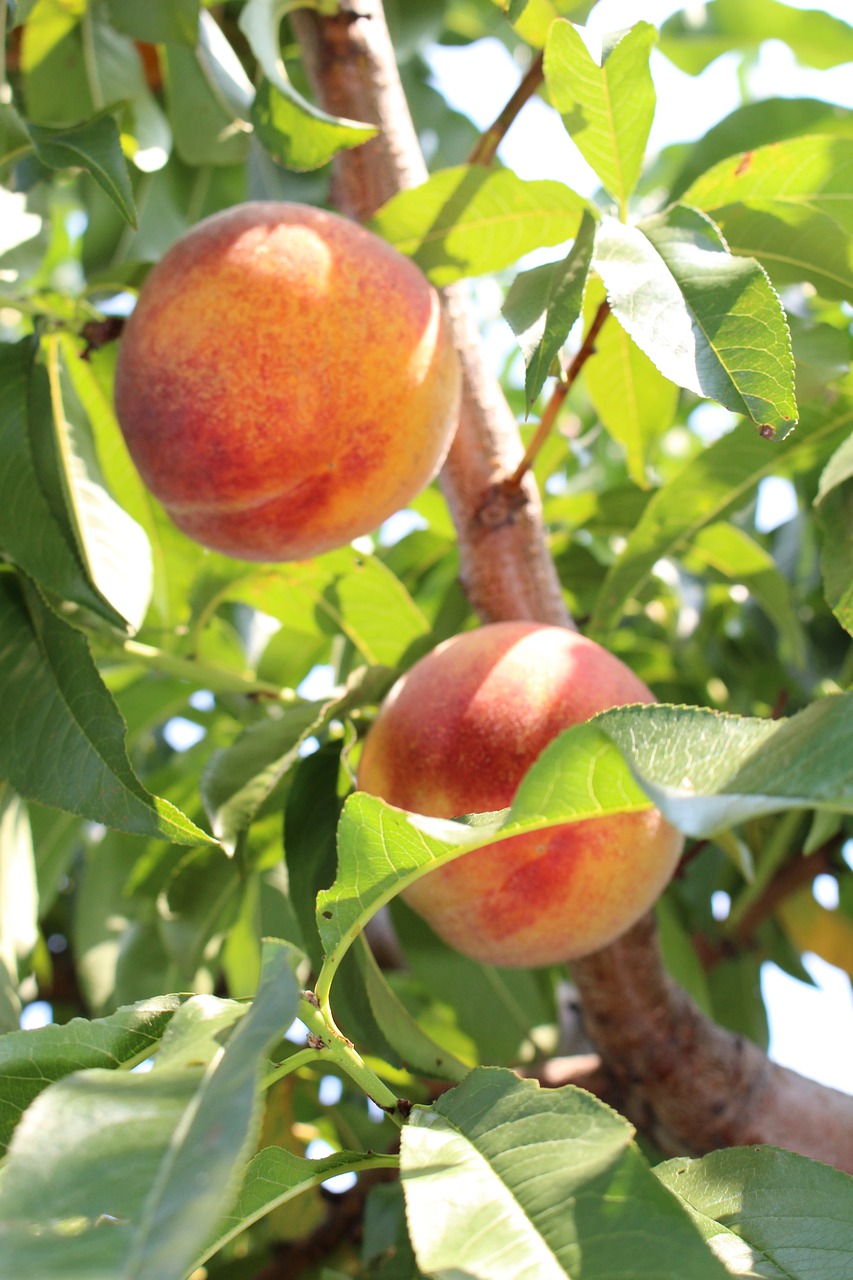 fisheries  fruit  food free photo