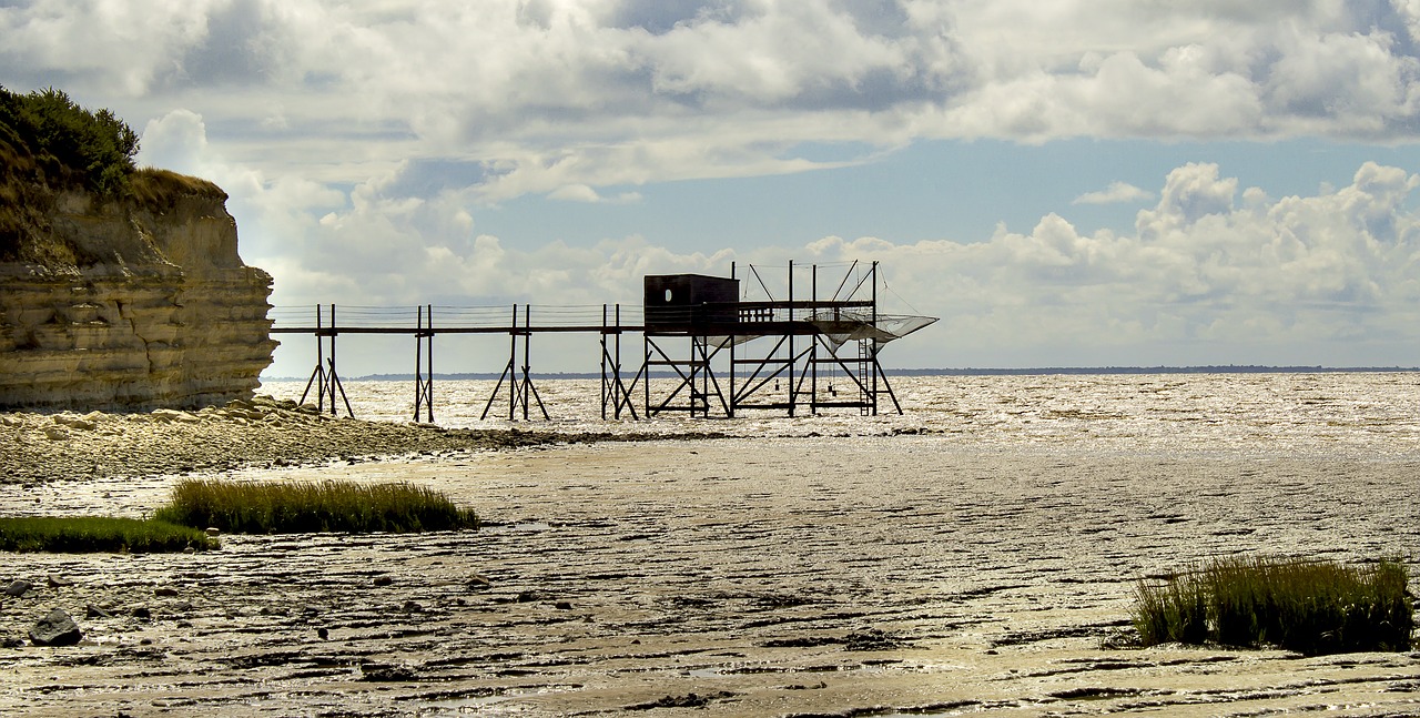 fishery plaice ocean free photo