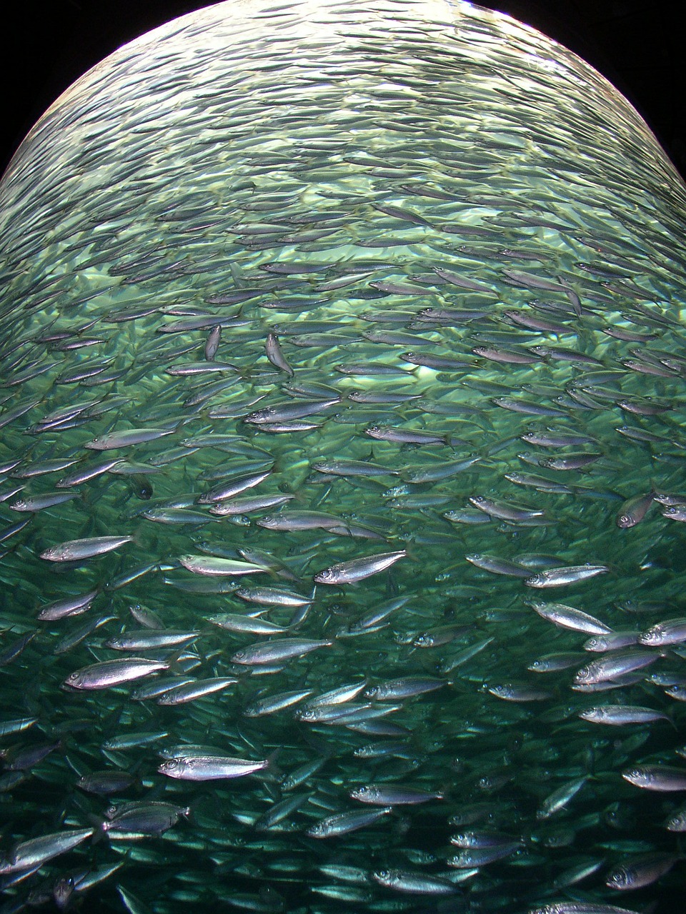 fishes shoal many free photo