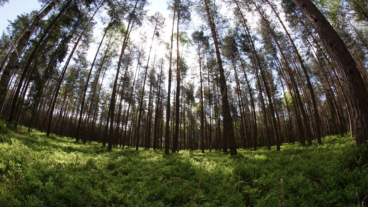 fisheye nature forest free photo