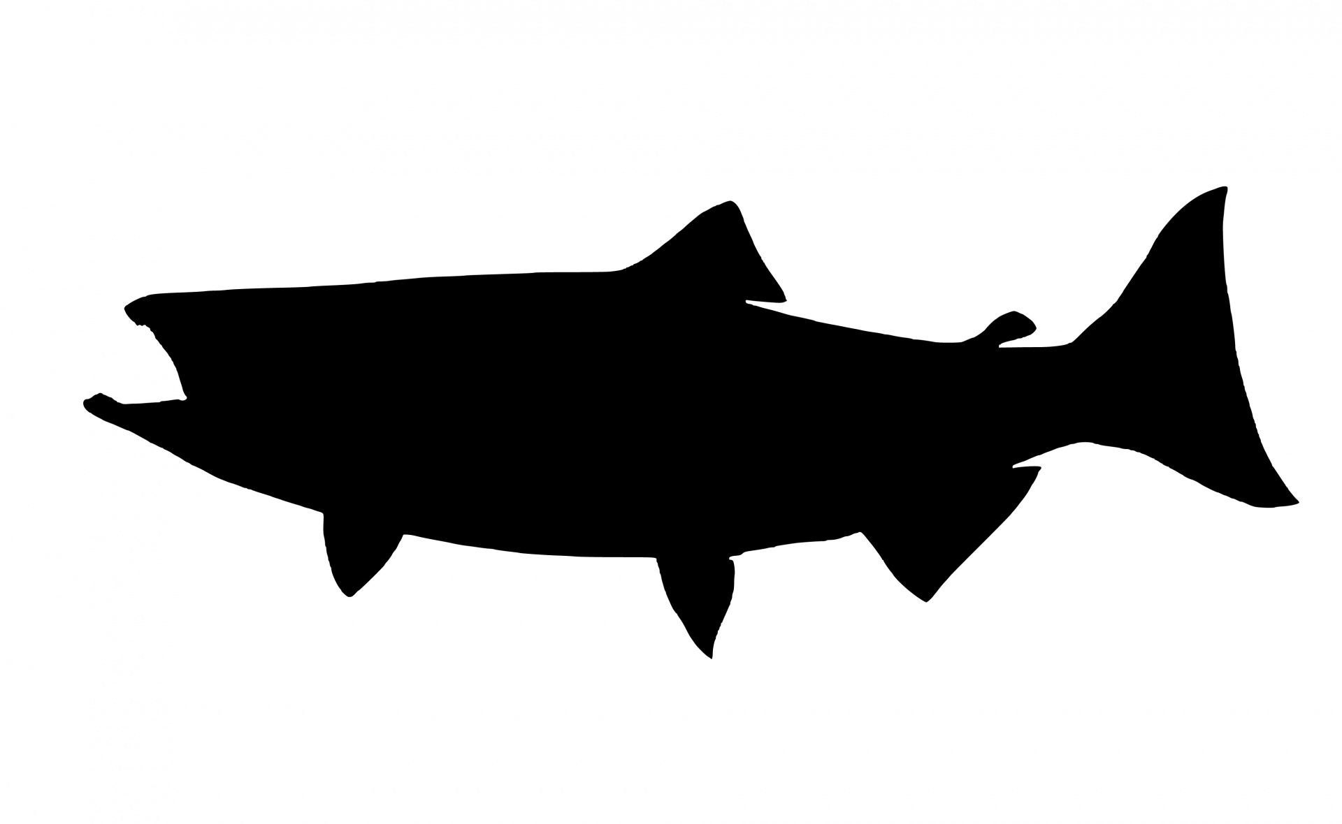 silhouette salmon fish free photo