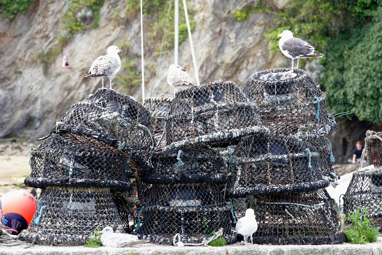 fishing nets crabs free photo