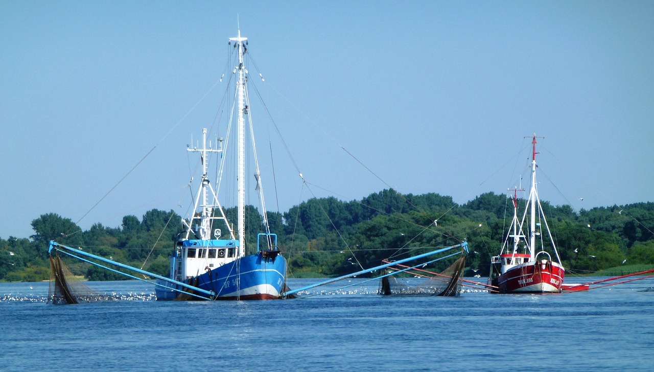 fishing elbe nature free photo