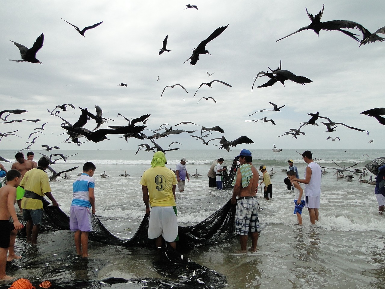 fishing seagulls sea free photo