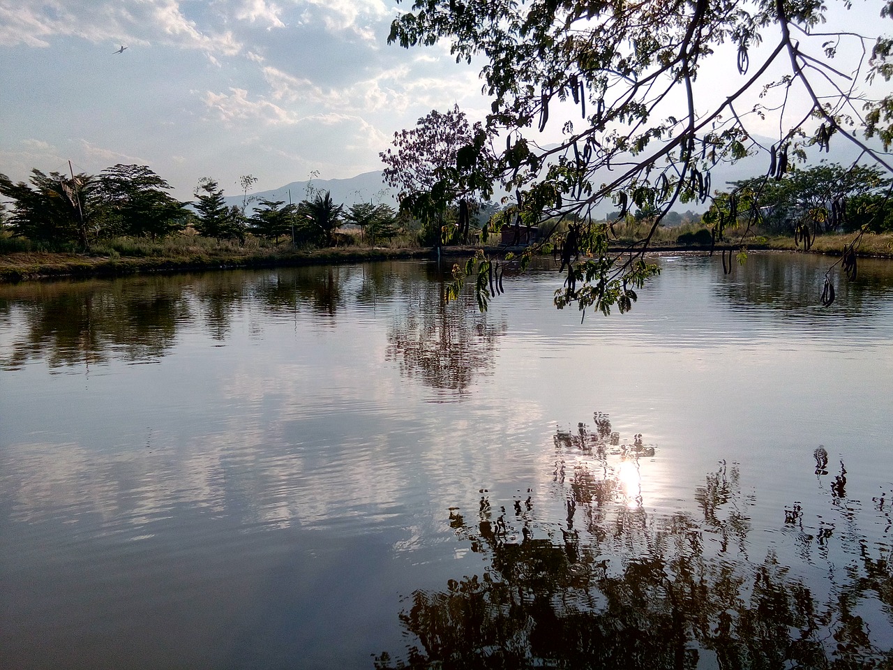 fishing fishing pond pond free photo