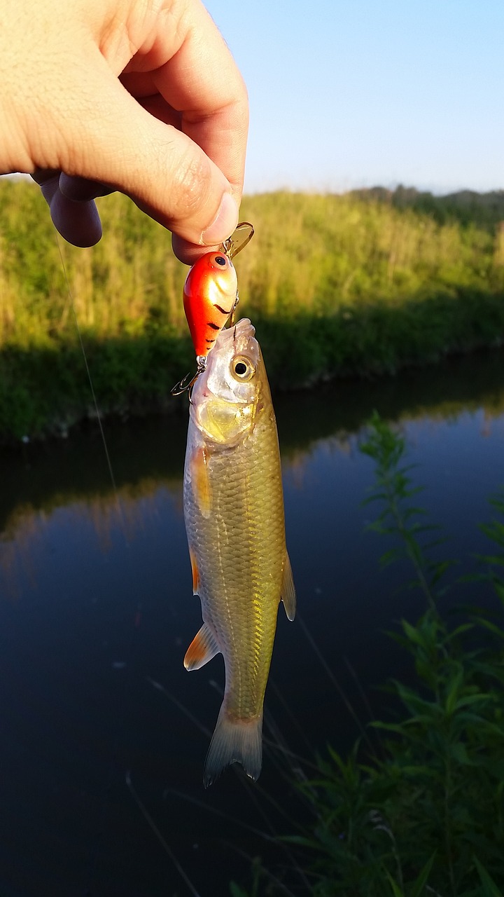 fishing chub spinning free photo