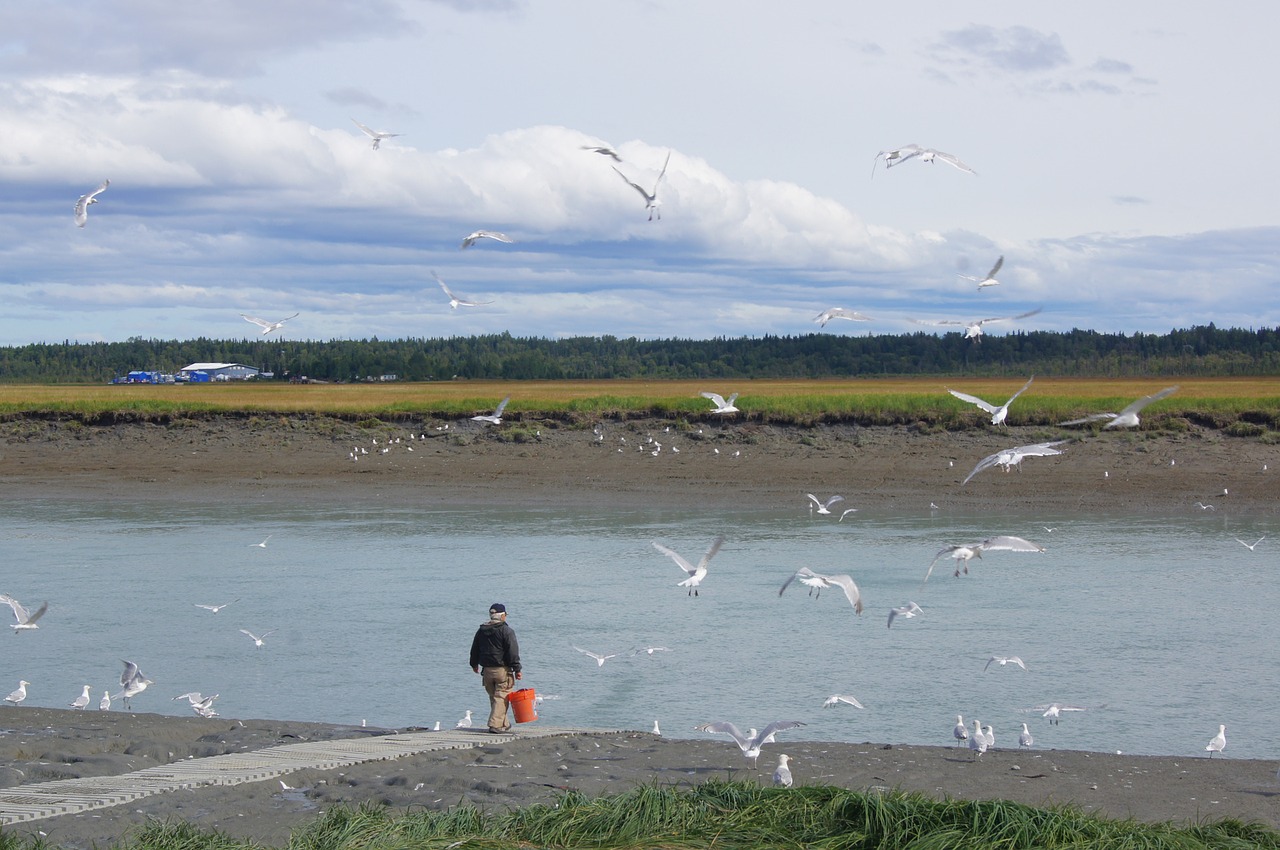 fishing alaska sea gulls free photo