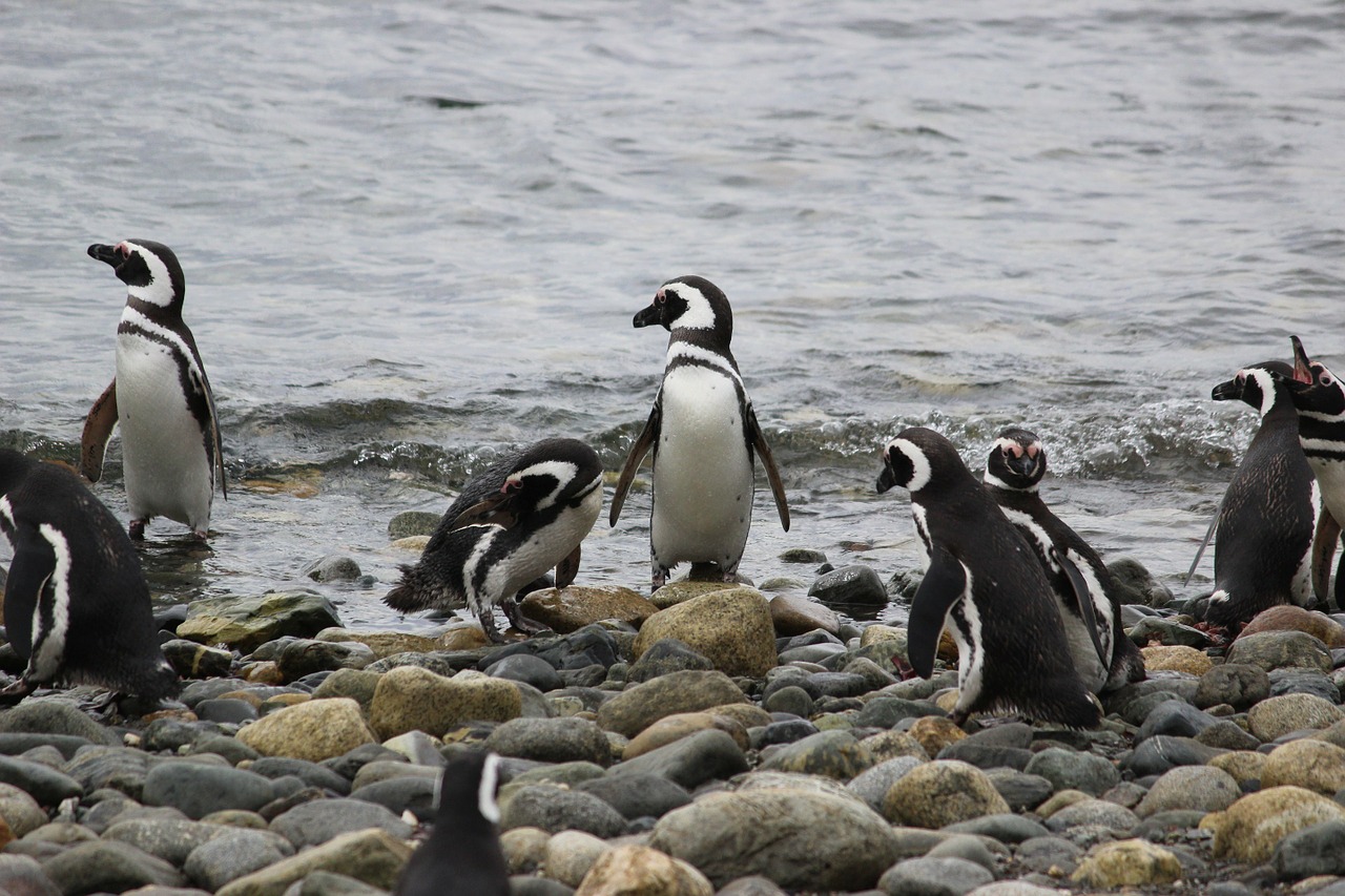 fishing penguins penguin free photo