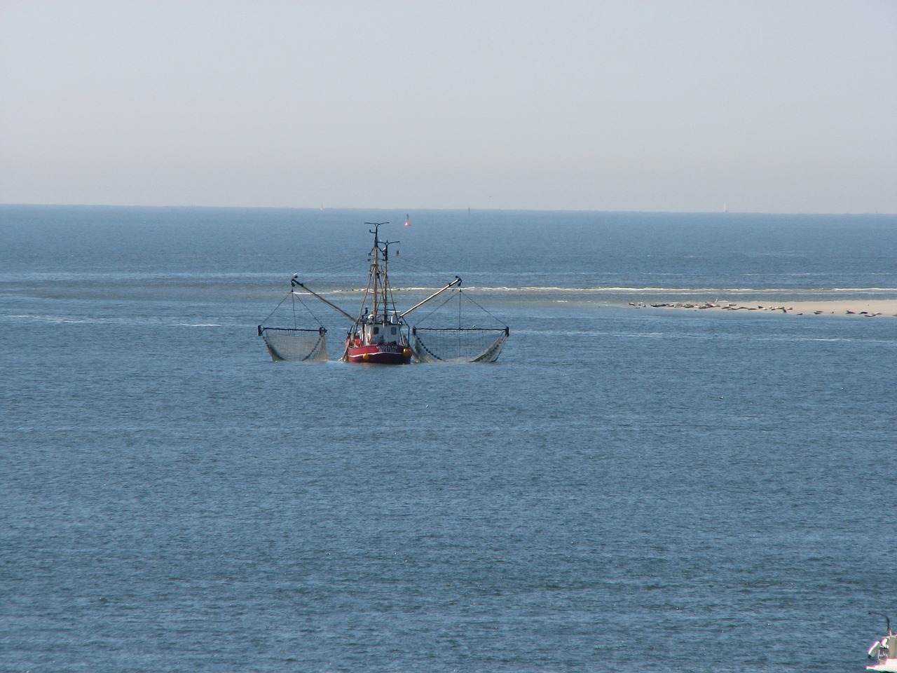 fishing shrimp north sea free photo
