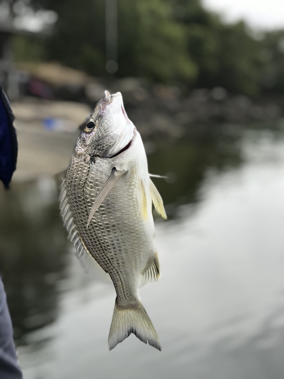 fishing fish brim free photo