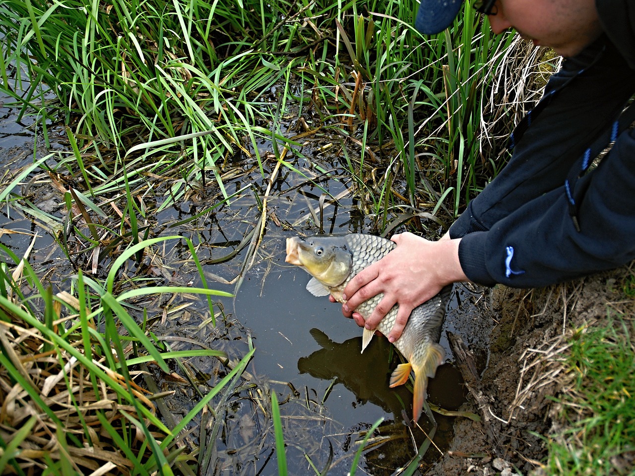 fishing kite carp free photo