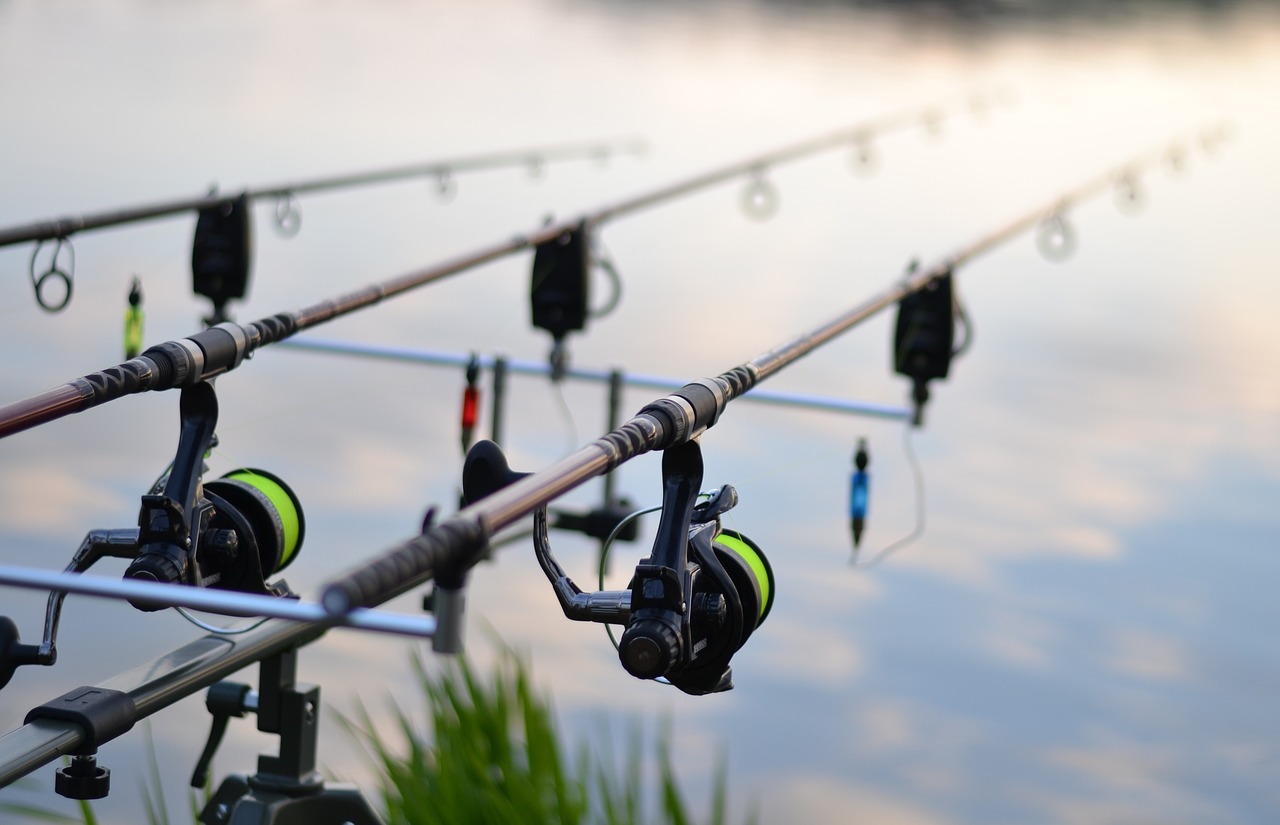 fishing  fish  pond free photo