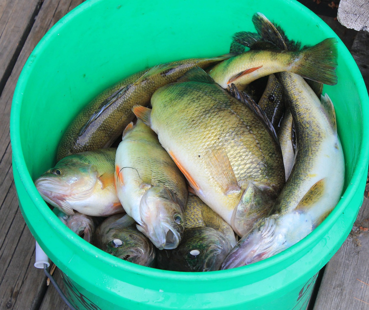 fishing fish bucket free photo