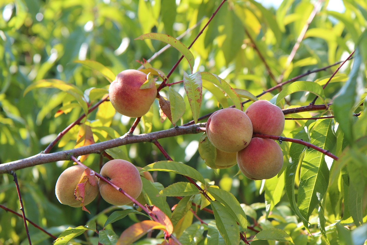 fishing  fish  fruit tree free photo