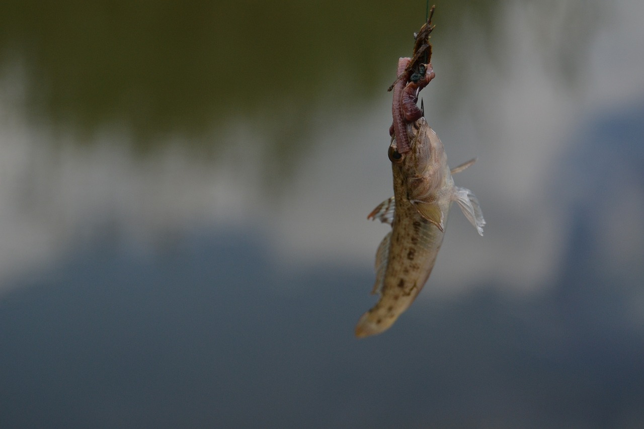 fishing fish water free photo