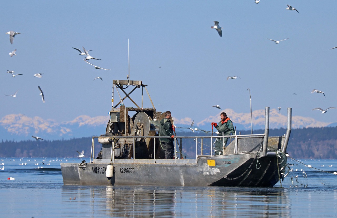 fishing  boat  herring run free photo