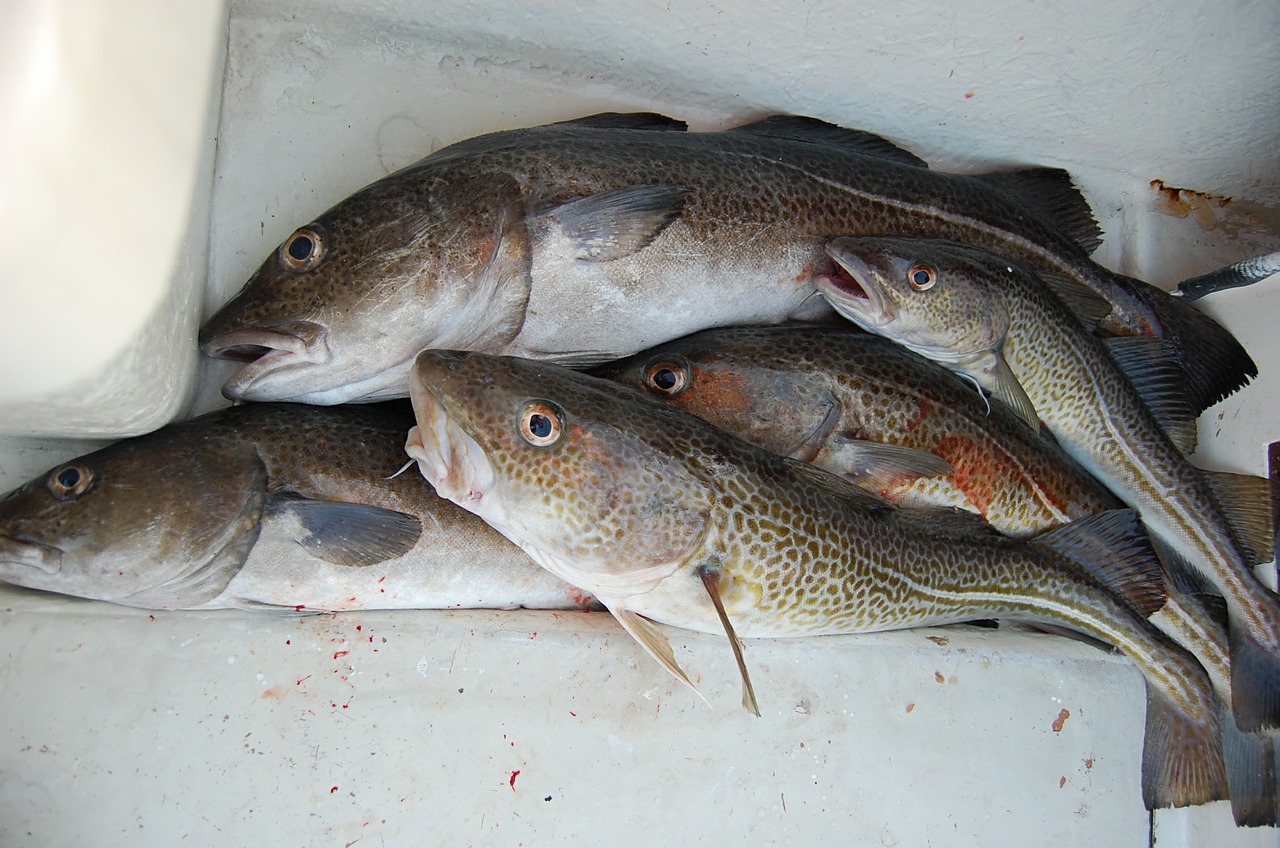 fishing cod feeding free photo