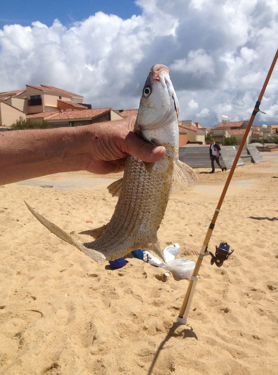 fishing biarritz france free photo