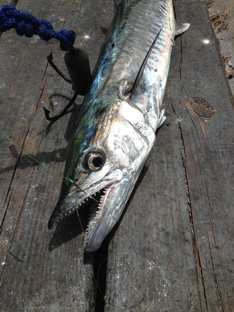 fishing fish pier free photo