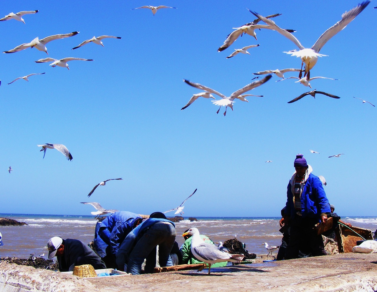 fishing morocco essaouira free photo