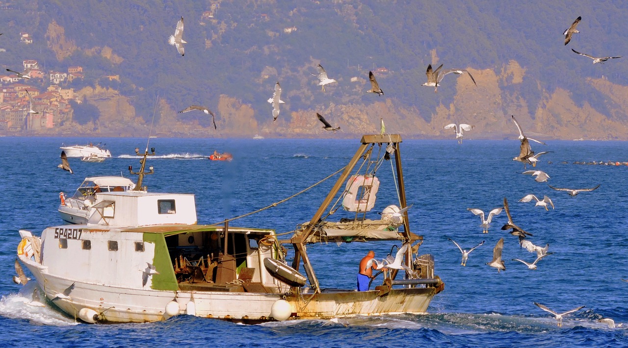 fishing birds fish free photo